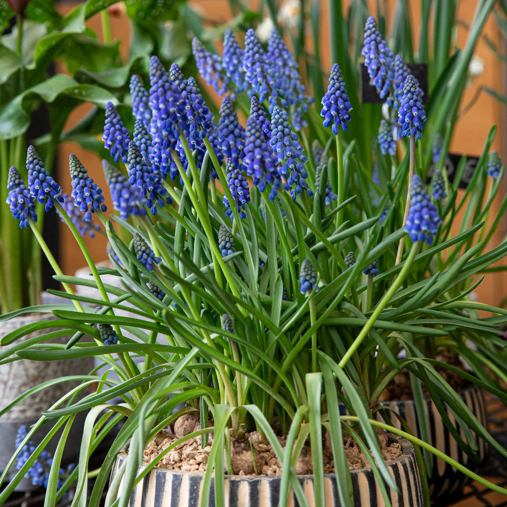Muscari bleu