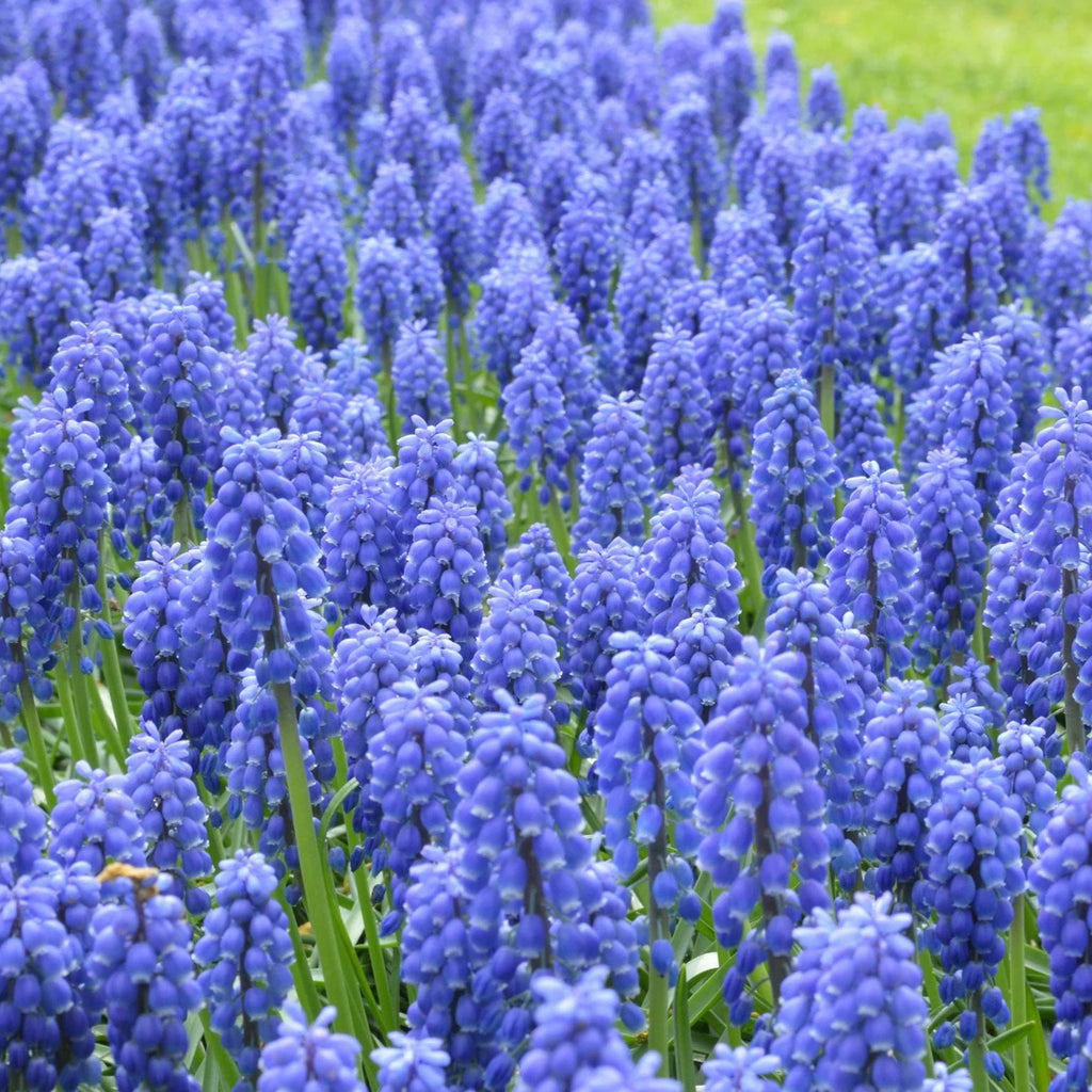 Muscari bleu
