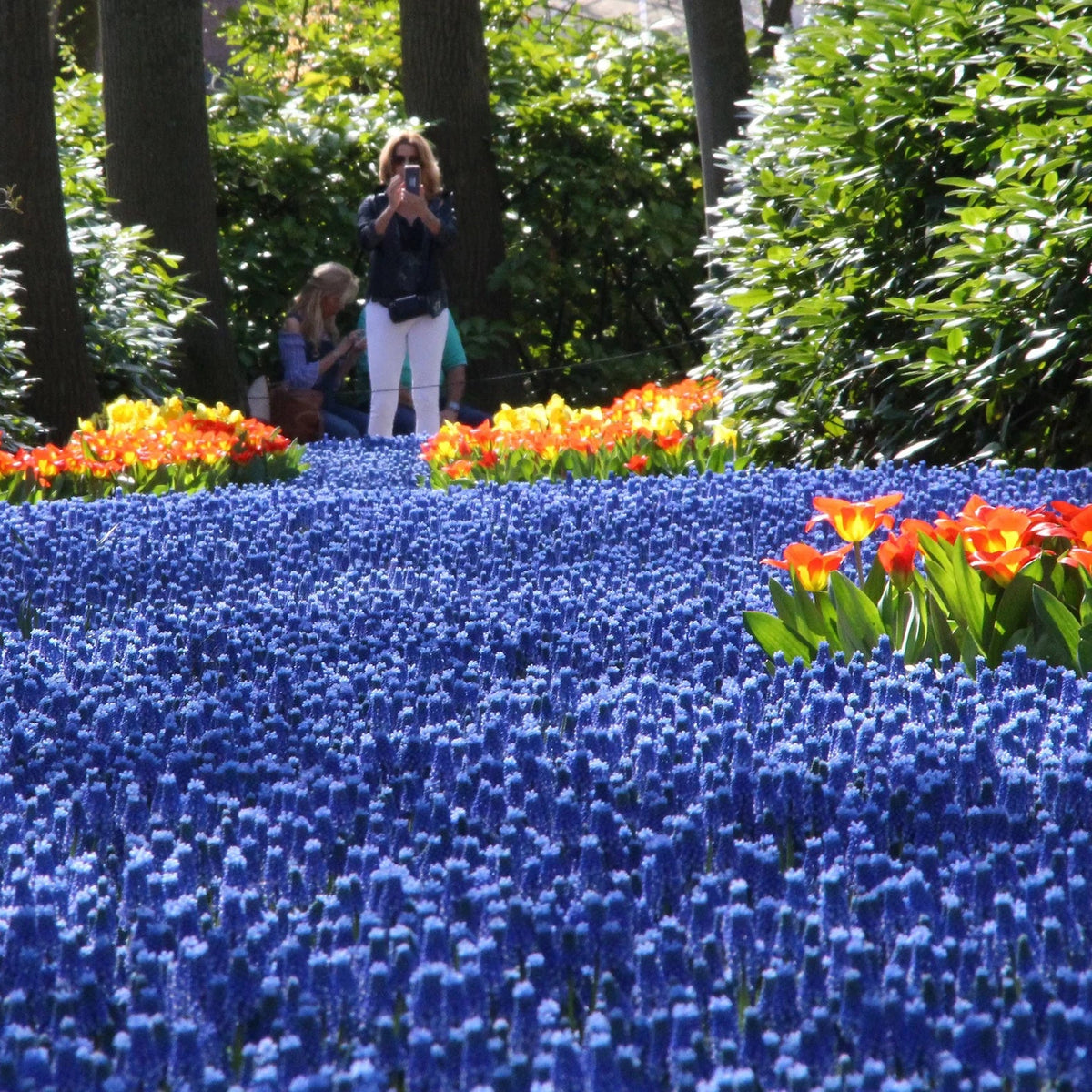 Muscari bleu