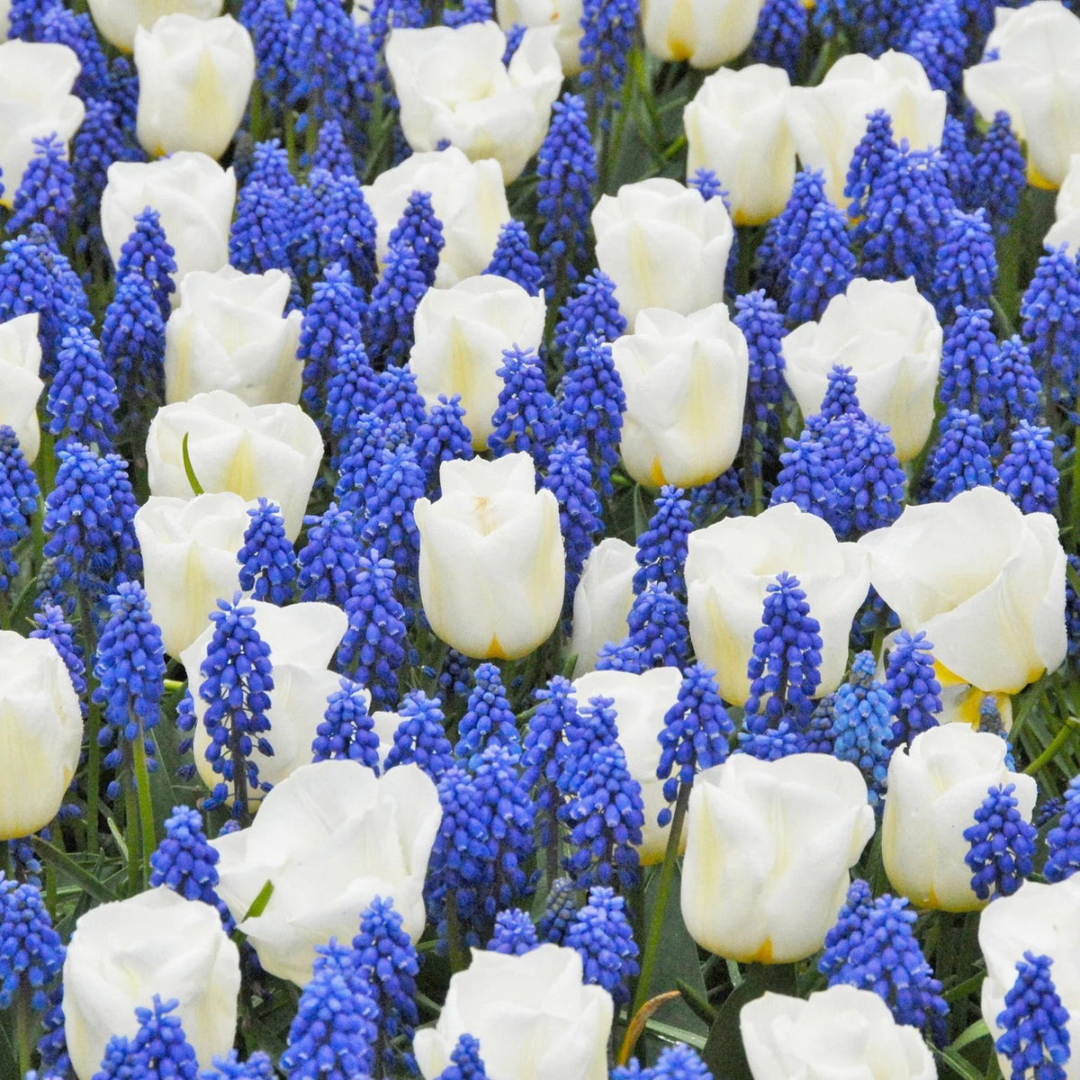 Muscari bleu