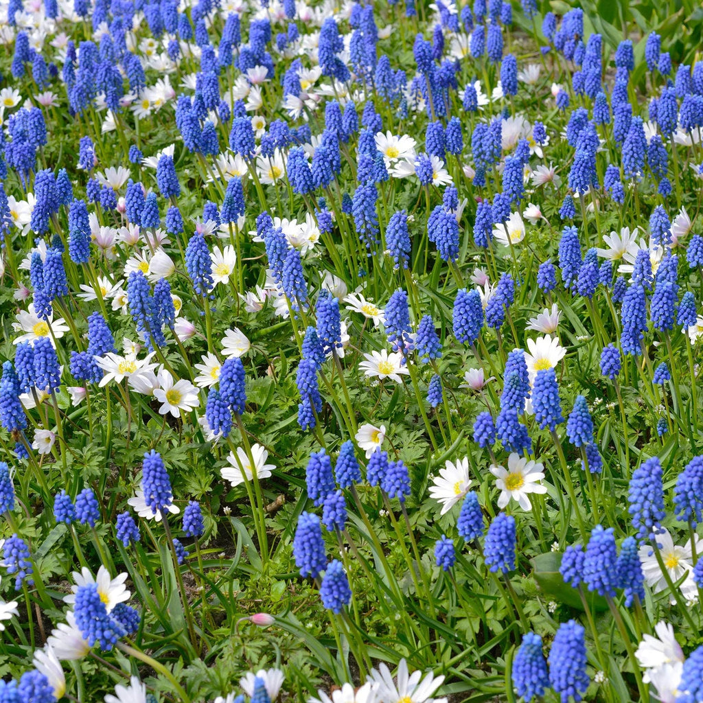 Muscari bleu