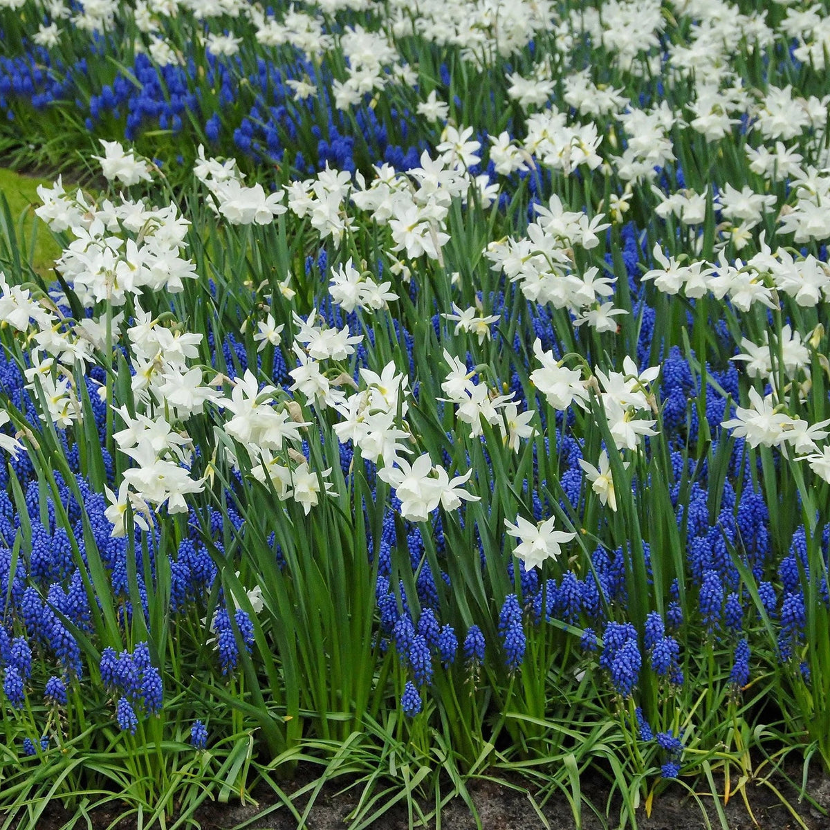 Muscari bleu