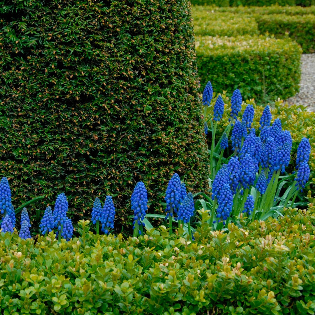 Muscari bleu