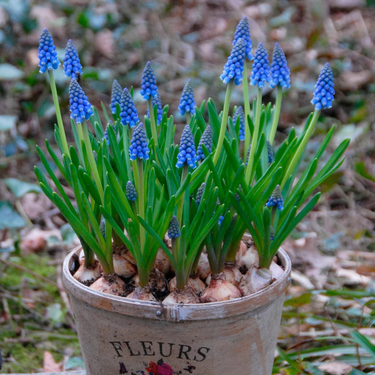 Muscari bleu