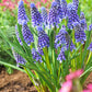 Muscari bleu
