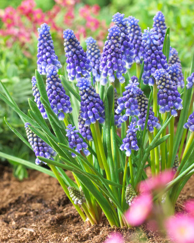 Muscari bleu