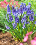 Muscari bleu