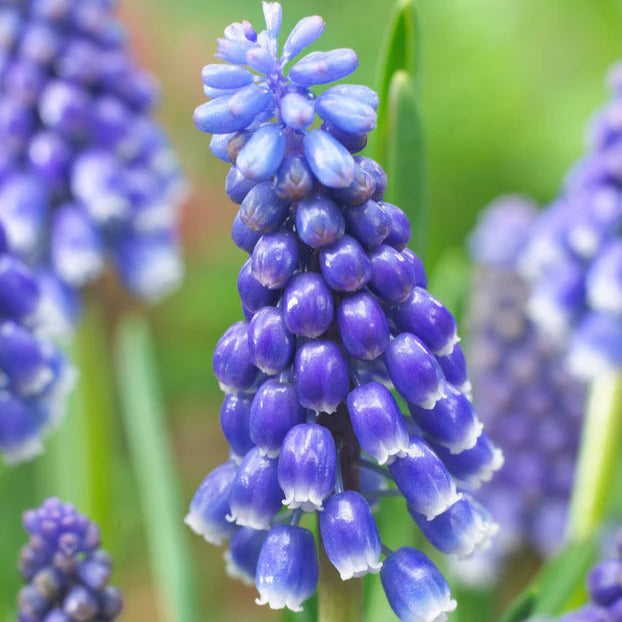 Muscari bleu