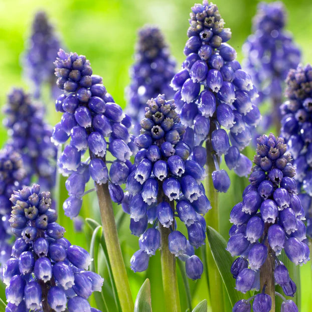Muscari bleu