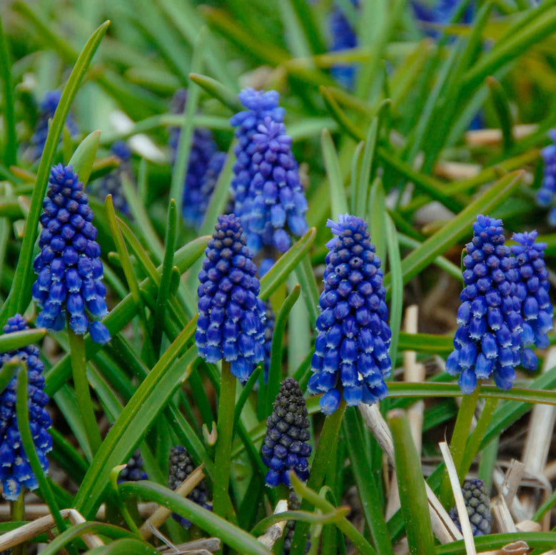 Muscari bleu