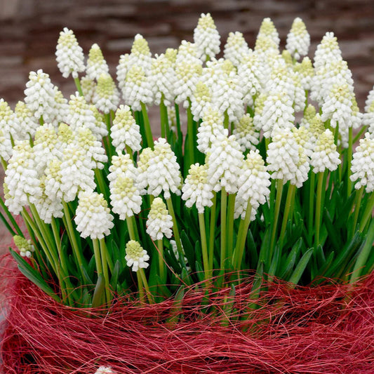 Muscari blanc