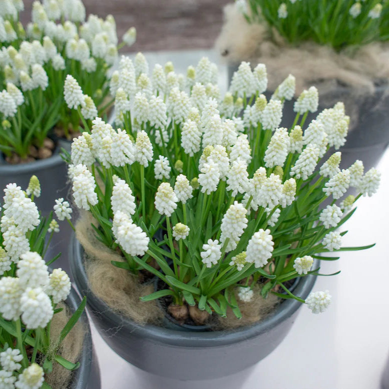 Muscari blanc