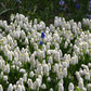 Muscari blanc