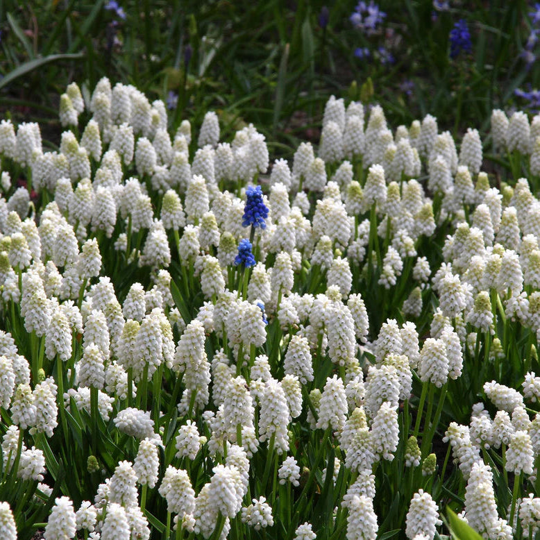Muscari blanc