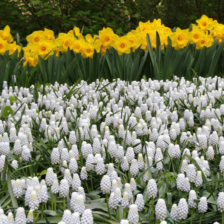 Muscari blanc