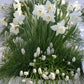 Muscari blanc