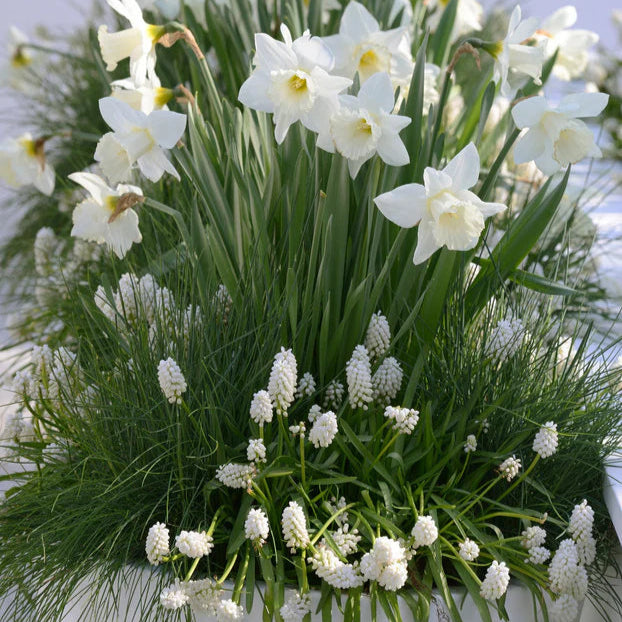 Muscari blanc