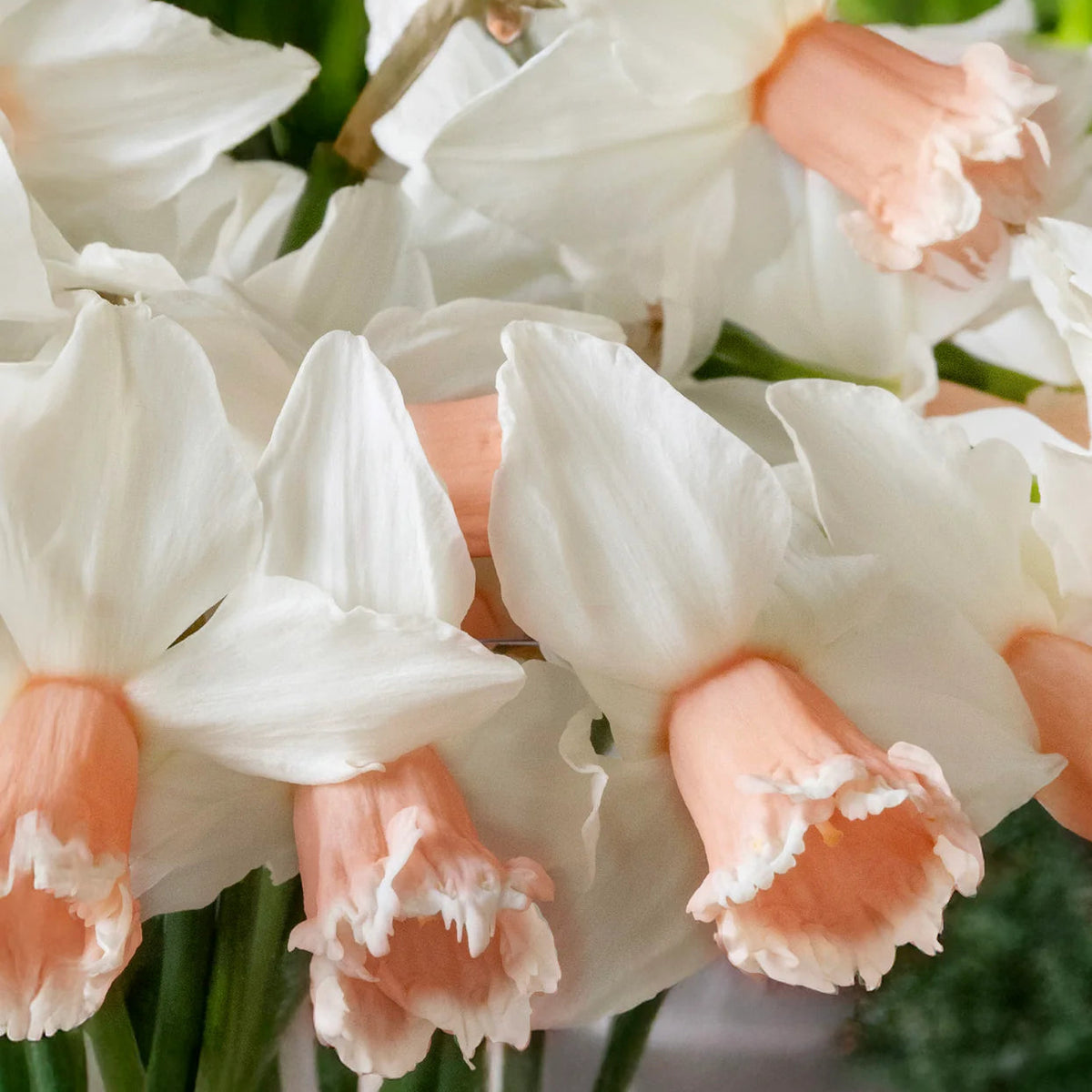 narcisse rose