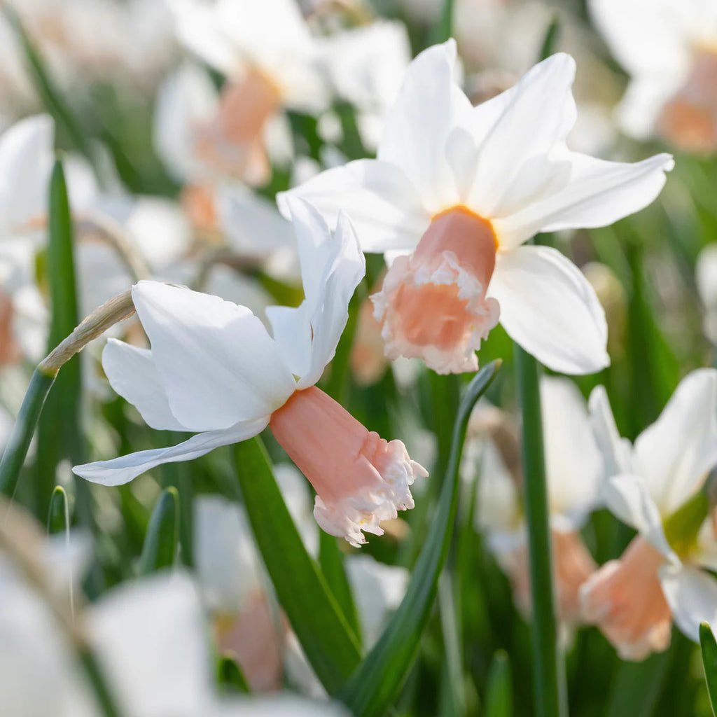 narcisse rose
