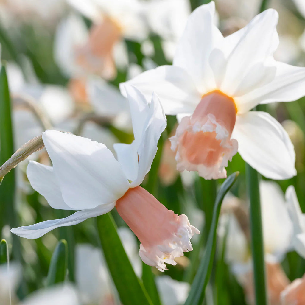 narcisse rose