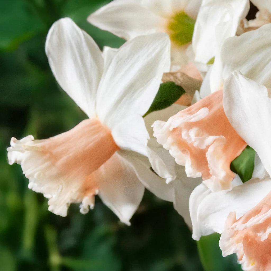 narcisse rose