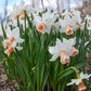 Narcisse rose