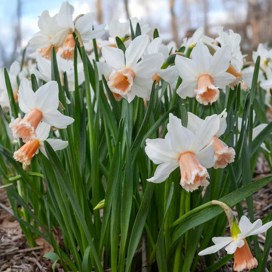 Narcisse rose