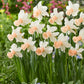 Narcisse rose