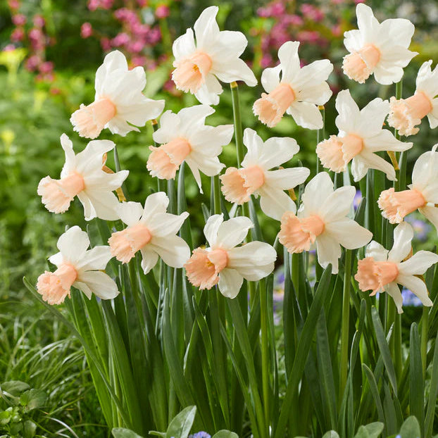Narcisse rose