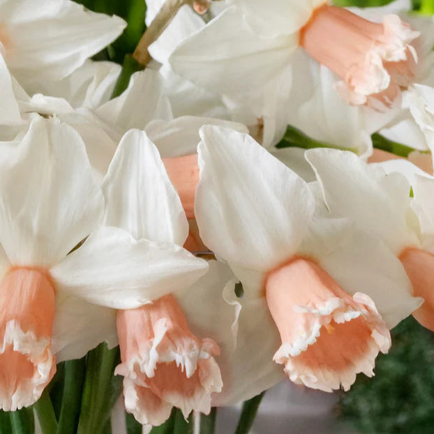 Narcisse rose