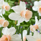 Narcisse rose