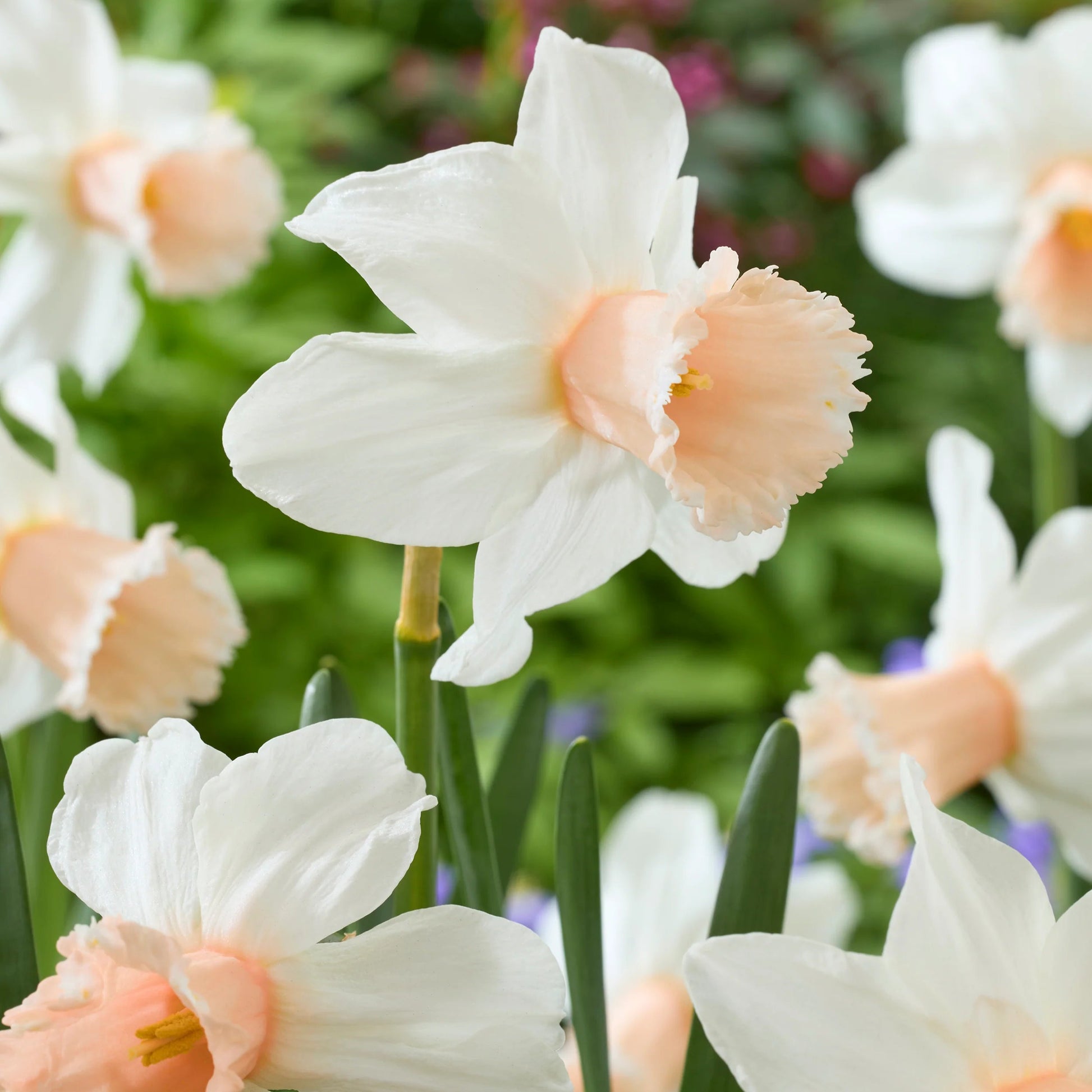 Narcisse rose