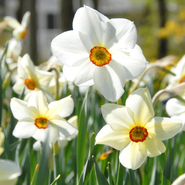 Narcisse des Poètes