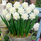 Narcisse double blanc