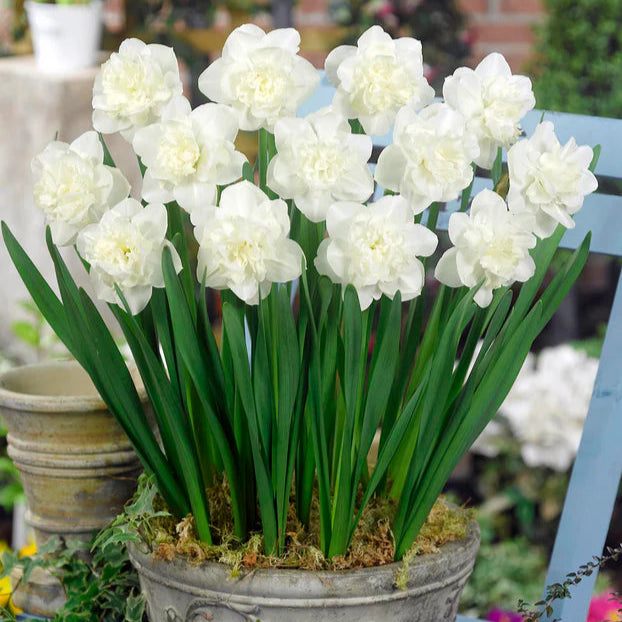 Narcisse double blanc