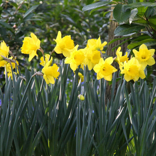 Narcisse jaune