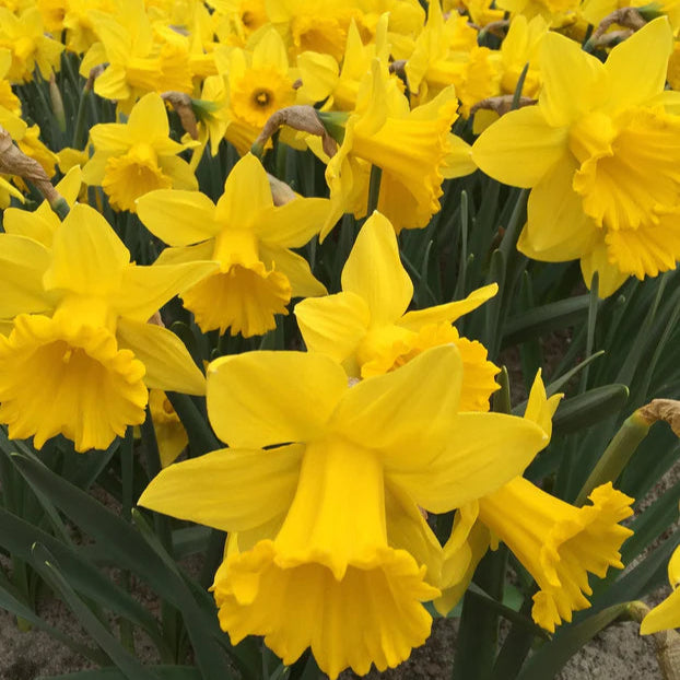 Narcisse jaune