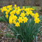 Narcisse jaune