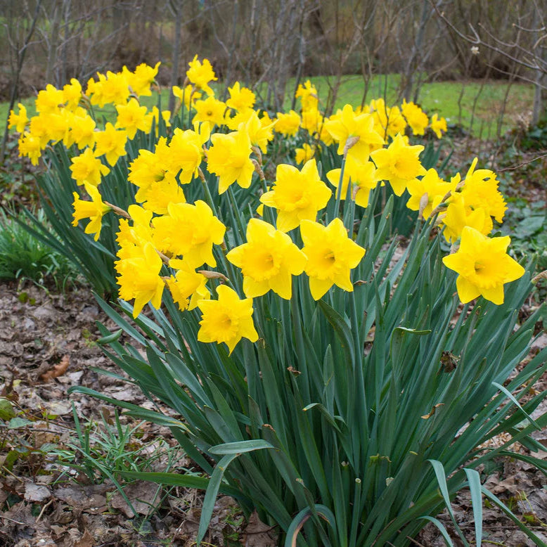 Narcisse jaune