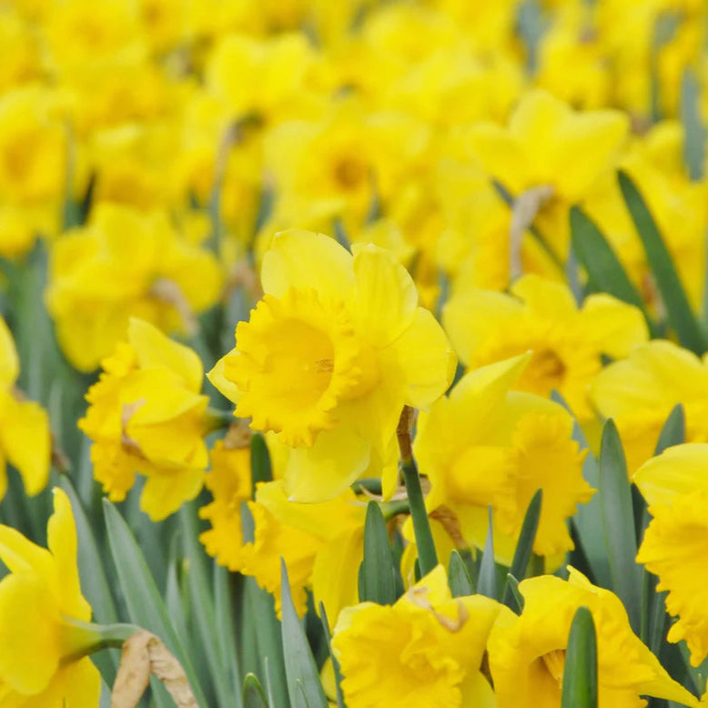 Narcisse jaune
