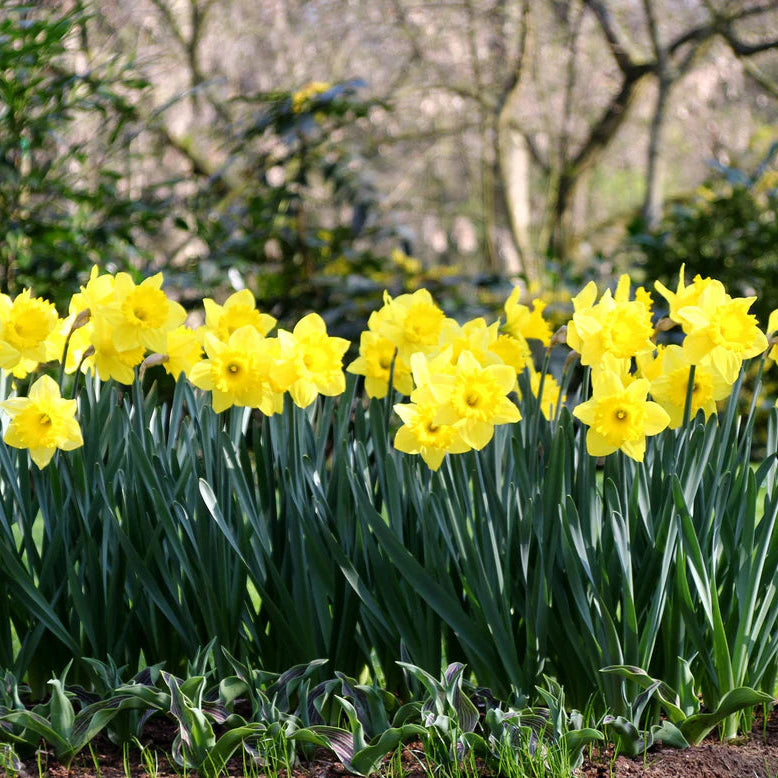 Narcisse jaune