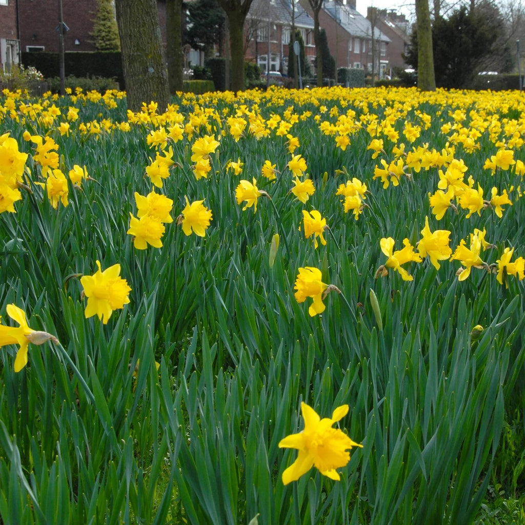 Narcisse jaune