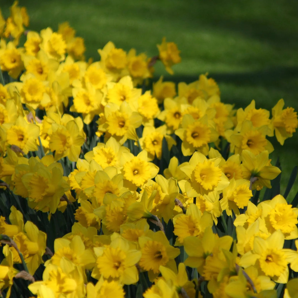 Narcisse jaune