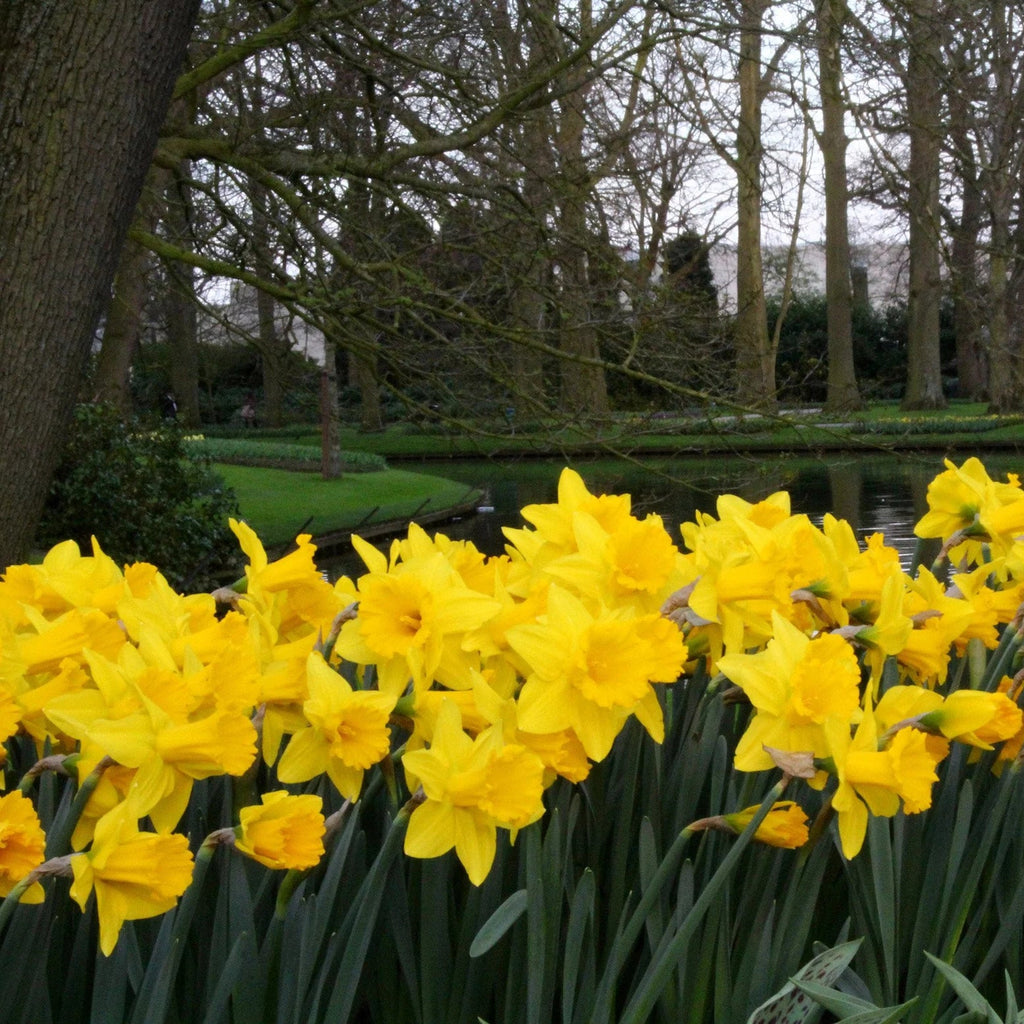 Narcisse jaune
