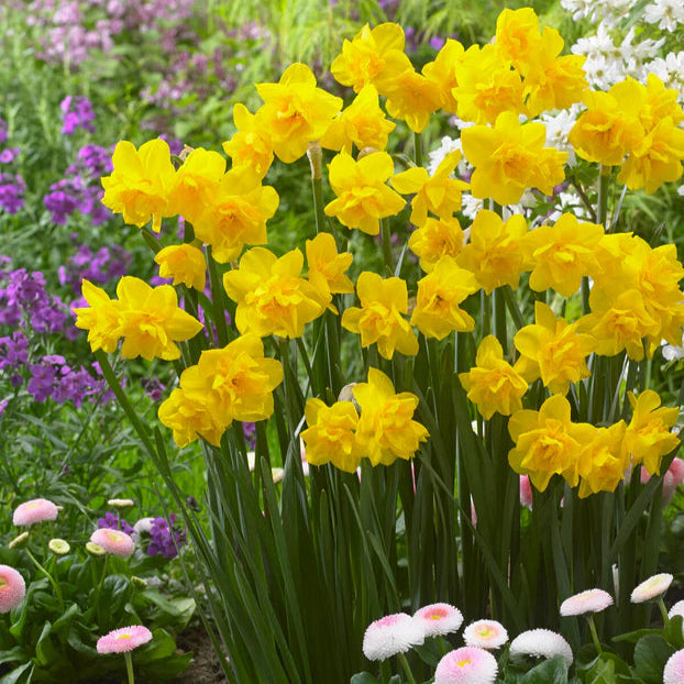 Narcisse double jaune