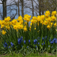 Narcisse double jaune