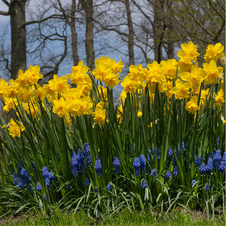 Narcisse double jaune