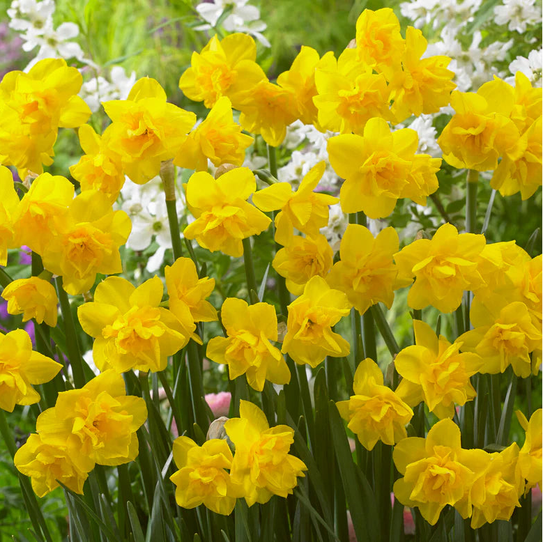 Narcisse double jaune