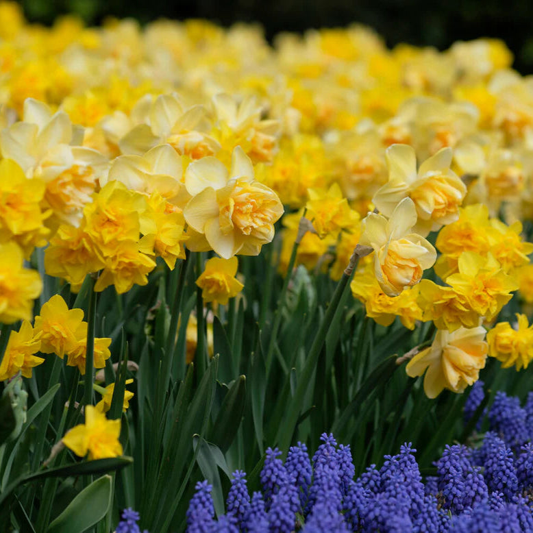Narcisse double jaune