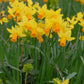 Narcisse Jetfire